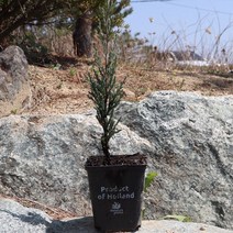 블루애로우 P9포트묘 묘목 고급울타리 원예 조경용 담장 아파트정원수 향나무 상록수