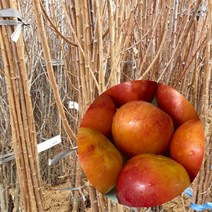 왕자두나무 왕자두 묘목 1주 접목1년 자두 과일 나무, 상세페이지 참조, 상세페이지 참조