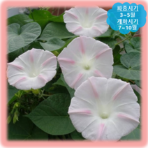 [나은식물원]138.나팔꽃(분홍별)20립