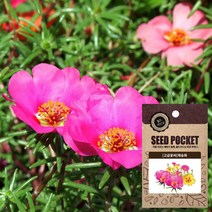 월드가드닝 정원 텃밭 좋은 씨앗, 채송화 씨, (500개)1개, 1개