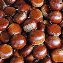 23년 공주알밤 햇밤 공주밤 옥광밤 칼집밤 GAP인증, 정안알밤, 특상, 4kg