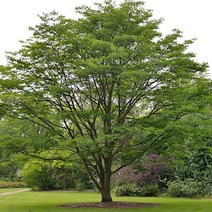 토종 참죽나무 묘목 1주