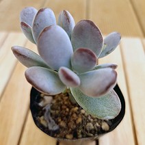 방울복랑 키우기 쉬운 예쁜다육 랜덤발송1-30, 단품