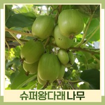 다래나무 묘목 슈퍼왕다래 결실주 7치화분묘 1개