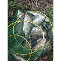 (홍열팜) 자연산붕어즙 60포, 면역력강화