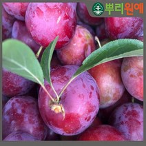 자두나무 자두나무묘목 후무사왕자두묘목 후무사왕자두2년생