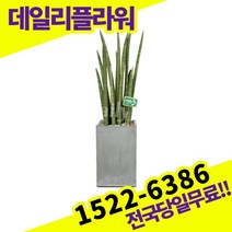 스투키 개업화분 축하화분 개업식 개업선물 식당 카페 개원 집들이 승진 취임 부임 영전 전국당일무료배송 실내관엽식물