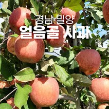 밀양 얼음골 사과 10키로 5키로 유명한곳 못난이 꿀, 얼음골사과 흠과 10kg 혼합
