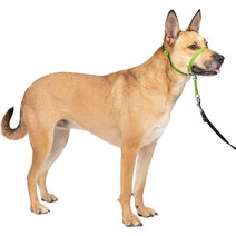 하네스 목줄용 애견 산책 훈련용품 젠틀리더 PetSafe Gentle Leader Headcollar No-Pull Dog Collar, S, 애플그린