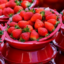 [삼시세끼연구소] 고당도 프리미엄 생 딸기 논산 상큼한 설향딸기 500g 1kg 새벽경매 산지직송, 1.설향딸기500g 1팩