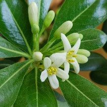 [이삽저삽] 만리향묘목 (4개/칼라포트) 2년생 돈나무과 관엽식물 진한 꽃향기 매력적인 나무/ 실내소품 실내공기정화식물 조경용 관상용, 4개