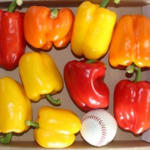 GAP인증 국내산 파프리카 가정용 노랑빨강 약 7~8개내외, 1개, 가정용 빨강노랑 7~8개내외