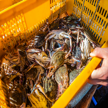 22년 직접 선별 국내산 활 꽃게 1kg 직접 경매 받아 발송