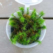 제주 큰솔이끼(30촉내외)/테라리움 비바리움 팔루다리움 DIY재료, 1개