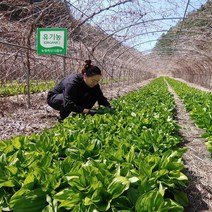 유기농 홍천 명의나물 생명이나물 산나물장아찌 1kg 4월 첫째주 첫 수확