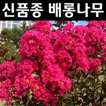 배롱나무/핑크벨로 묘목 삽목2년 뿌리묘 1개/정원/공원/조경수