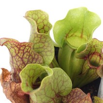 퍼포리아 사라세니아 1포트 (식충식물), 단품