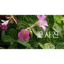 콩플라워 무늬마르타 사랑초 황금마르타 사랑초황금색잎맥50