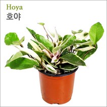 [킴아쿠아] 호야 (Hoya) 화분 공기정화식물 미세먼지제거