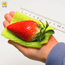 [쥬시맨] 크다! 논산 킹스베리 설향딸기 왕딸기 특사이즈 350g 700g 대사이즈 1kg 산지직송, 대사이즈 500g X 2팩 (25~35g 이상 과육)