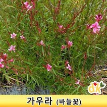 들꽃닷컴]가우라 3치포트 모종 20개_ 야생화 바늘꽃 홍접초