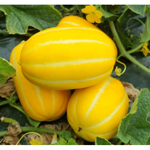 2023 산지직송 달달농산물 성주 꿀참외 초특가 세일중 5kg~, 04.가정용 못난이 3kg (대과)