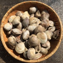 백생합 1kg 백상합 백합조개 조개구이 해물탕 찜 캠핑모듬 조개 바지락 명주 비단 째복 물총 모시 대합 개조개 키조개 삐뚤이 뿔소라 전복 참가리비구이 해산물 수산물 해감완료 흠스, 1개