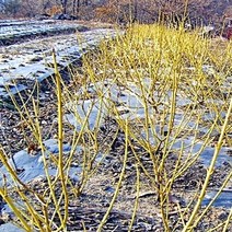 착한가격나무생각/노랑말채나무/H1.0(1m)/5주