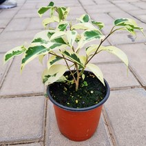 힐벤자민 소품 공기정화식물 식집사 실내화분, 단품, 1개