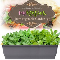 세경팜 허브텃밭세트(바질 루꼴라) 키우기, 그레이화분(바질,루꼴라)