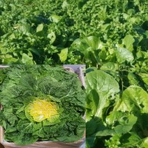 알뜰농장 전남 해남.진도 국내산 최상품 해풍맞은 봄동 4.5~10kg, 1개, 봄동 4.5~5kg