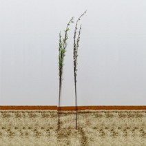 [바보사랑] 조화나무2종(18), 옵션:버들이