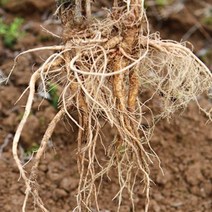 잔대 딱주 식재 산야초 씨앗 품종 작물 종자 1000립 _20229911EA, 쿠팡 본상품선택