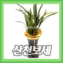 (주)꽃파는사람들 <산천보세> 동양란 동양난 난배달 개업 승진 영전 이전 취임 퇴임, 1개” class=”wr-img”></a></div>
</p></div>
</p></div>
</p></div>
<div class=