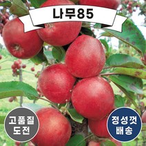 (나무85) 사과나무묘목 14종 시리즈, 12.홍로 R3 내외 분, 1개