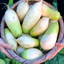 국내산 제주 월동무 세척무 제주 무 5kg 10kg 20kg, 제주 월동무 20kg