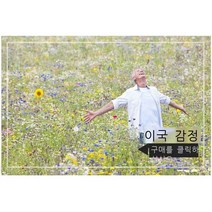 꽃 씨앗과 씨앗 사계절 야생 꽃 조합 혼합 색상 꽃과 잔디 씨앗 멀티 꽃 씨앗 조경 정원 심기, 꽃과 허브의 조합 [이국감] 100g