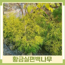 편백나무 묘목 황금실편백 삽목2년생 뿌리묘 10개