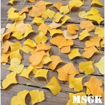 MSGK 은행잎 조화 단풍 낙엽 조화 인테리어 조화 어린이집 낙엽놀이 조화 100장, 은행잎 100장