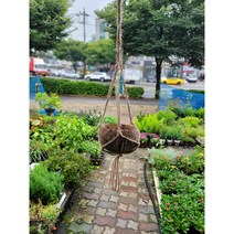 진짜코코넛껍질화분 마크라메포함 99, 1개