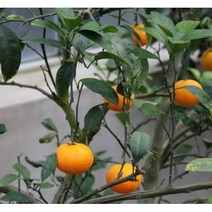 틔움&해찬농원 귤나무 유라조생 하례조생 레몬 낑깡 궁천 레드향 한라봉 미니향 분묘 묘목, 1개