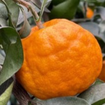 제주 설국향 수라향 신비향 아스미 감귤 고당도, 설국향 실속형 10kg