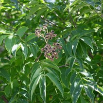 묘목 /쉬나무 (실생 4년)5주 SK356, 1개