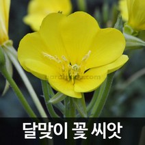 달맞이꽃 씨앗 달맞이꽃 씨앗 달맞이 씨앗 4000알, 1개