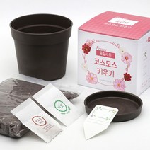 파라솔-꽃집사 코스모스 키우기, 없음