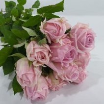 장미 - 헤라 / 고속터미널꽃시장 꽃도매 서리풀플라워