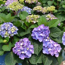 [모든원예조경] 엔들레스썸머수국 (블룸스트러크) 개화주 포트묘 수국묘목 꽃나무