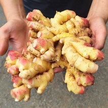 영호네농산물 23년 수확 국산 햇생강 최상급 특품 1kg, 5개, 흙생강1kg