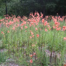 참나리 포트 5주 D748