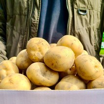 2021년 수확한 햇 감자 수미감자, 특사이즈, 10kg
